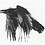 Crow Crow